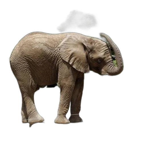 animal, hat, creature, dragon transparent PNG cut-out