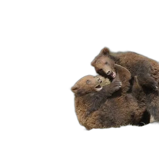 animal, creature, hair, food transparent PNG cut-out
