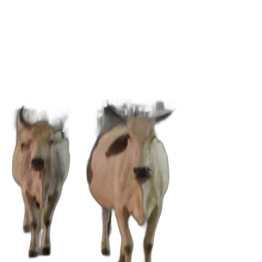 animal, creature, shoes, crown transparent PNG cut-out