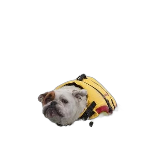 animal, creature, hat, jacket transparent PNG cut-out