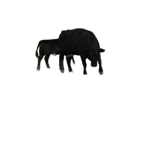 furniture, animal, hat, hair transparent PNG cut-out