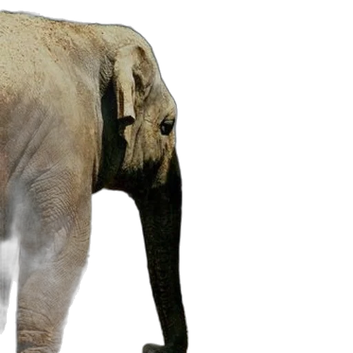 animal, creature, staff, weapon transparent PNG cut-out