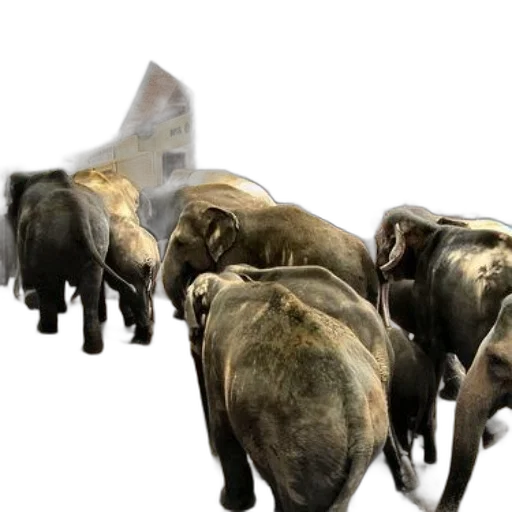 animal, 3d render, concept art, group transparent PNG cut-out