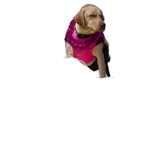 jacket, animal, dress, creature transparent PNG cut-out