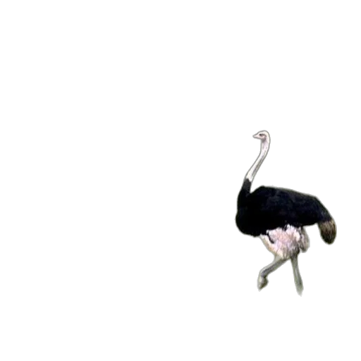 animal, creature, hair, hat transparent PNG cut-out