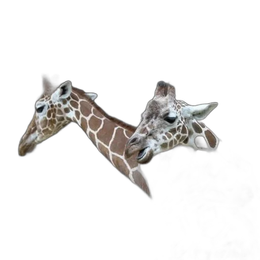 animal, jewelry, creature, shoes transparent PNG cut-out
