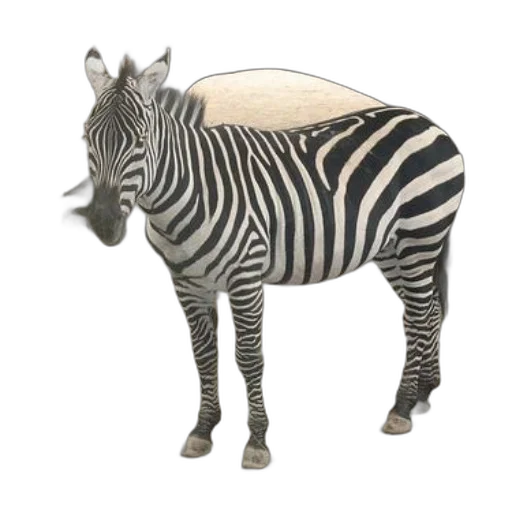 animal, creature, jacket, furniture transparent PNG cut-out