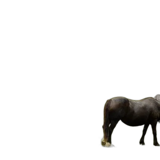animal, creature, furniture, staff transparent PNG cut-out