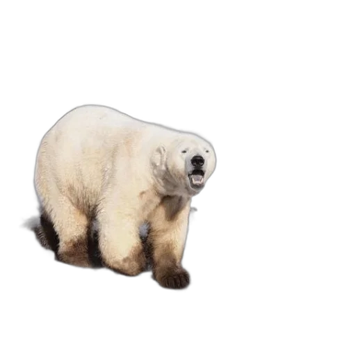 animal, creature, face, food transparent PNG cut-out