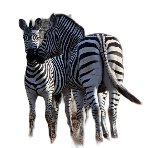 animal, creature, jewelry, 3d render transparent PNG cut-out
