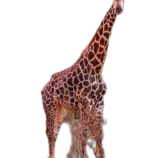 animal, creature, hat, staff transparent PNG cut-out