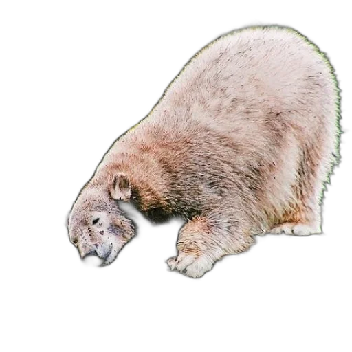 animal, creature, staff, face transparent PNG cut-out