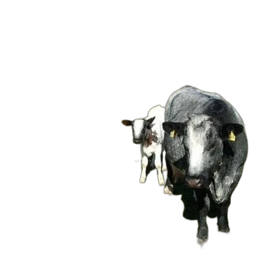 animal, weapon, creature, jewelry transparent PNG cut-out