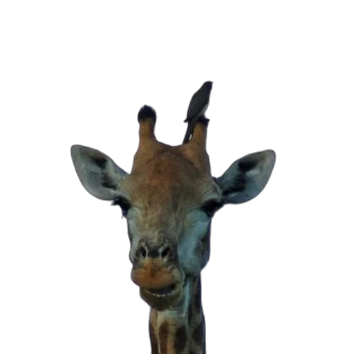 animal, creature, staff, face transparent PNG cut-out