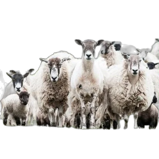animal, staff, herd, sheep transparent PNG cut-out