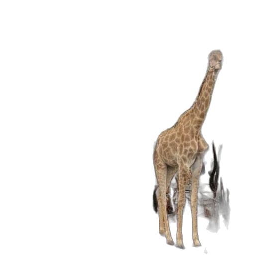 animal, creature, hat, staff transparent PNG cut-out