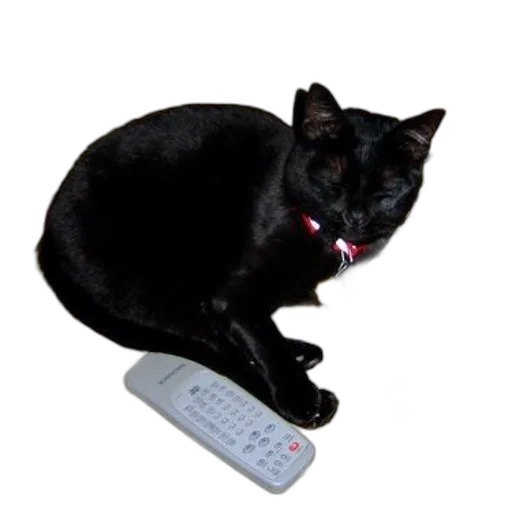 staff, animal, jewelry, weapon transparent PNG cut-out