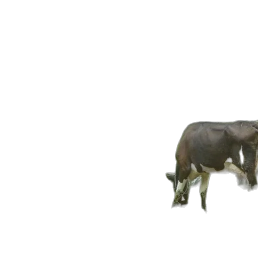 animal, creature, food, furniture transparent PNG cut-out