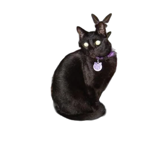 animal, staff, creature, jewelry transparent PNG cut-out