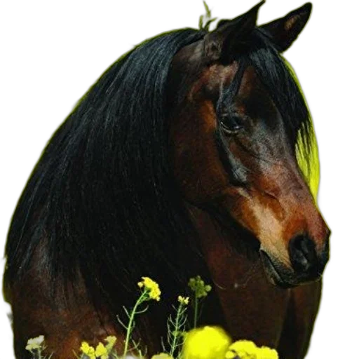animal, crown, flower, hair transparent PNG cut-out
