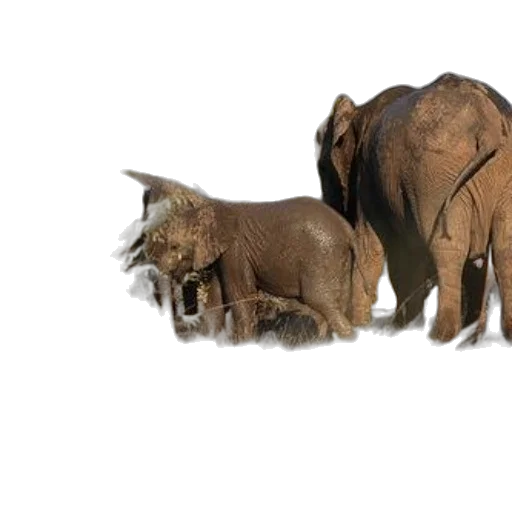 animal, photorealistic, 3d render, concept art transparent PNG cut-out