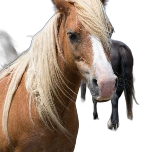 animal, hair, creature, hat transparent PNG cut-out