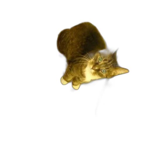 animal, hat, creature, umbrella transparent PNG cut-out