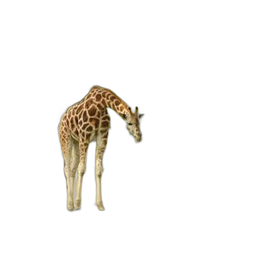 animal, creature, hat, staff transparent PNG cut-out