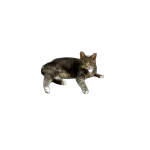 animal, creature, staff, furniture transparent PNG cut-out
