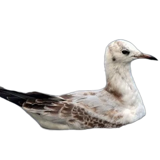 animal, creature, hair, photorealistic transparent PNG cut-out
