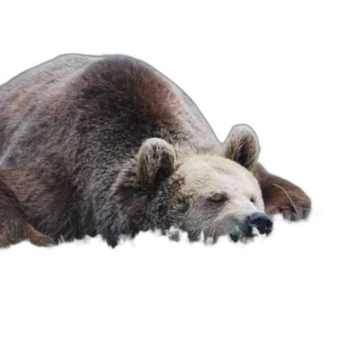 animal, creature, face, staff transparent PNG cut-out