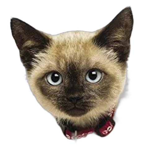 staff, animal, hat, jewelry transparent PNG cut-out