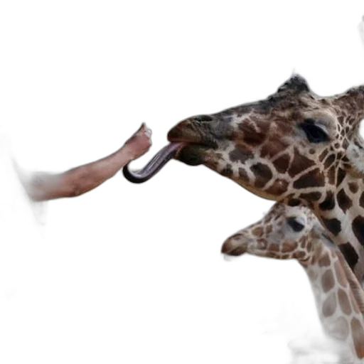 animal, creature, staff, weapon transparent PNG cut-out