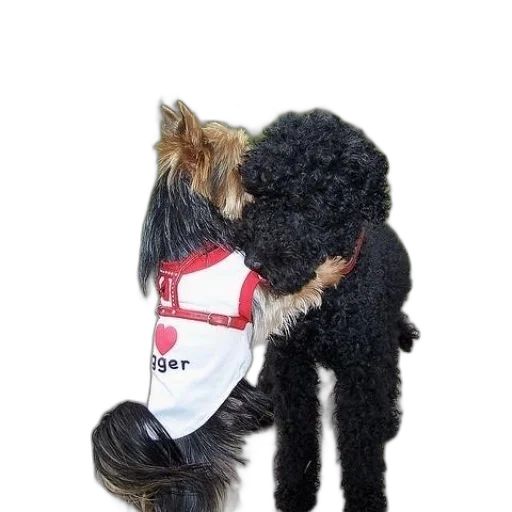 staff, animal, jacket, hair transparent PNG cut-out