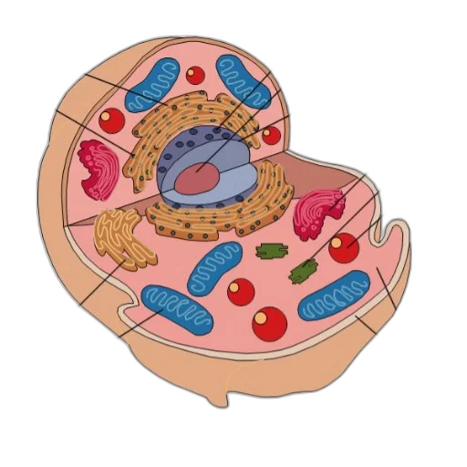 food, jewelry, detailed, diagram transparent PNG cut-out