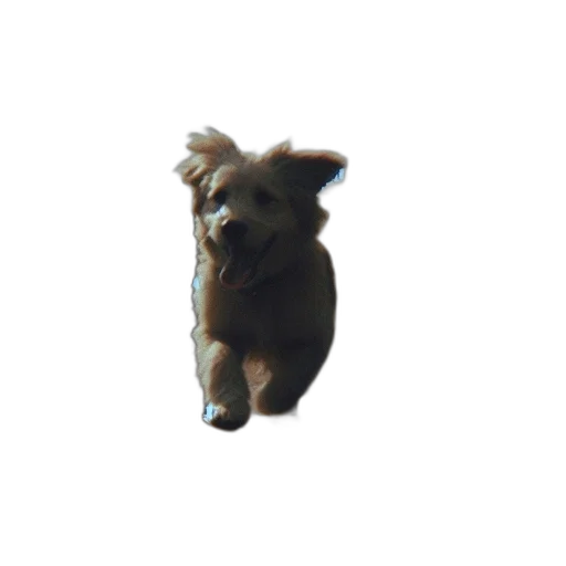 animal, creature, staff, hair transparent PNG cut-out