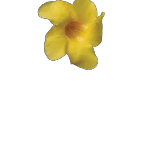 flower, crown, jewelry, staff transparent PNG cut-out