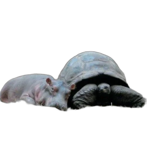 hat, animal, creature, umbrella transparent PNG cut-out