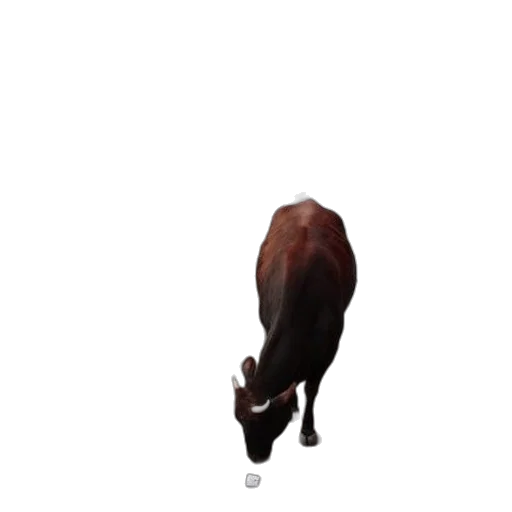 animal, creature, food, hat transparent PNG cut-out