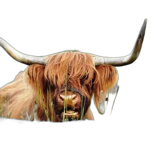 animal, mask, crown, face transparent PNG cut-out