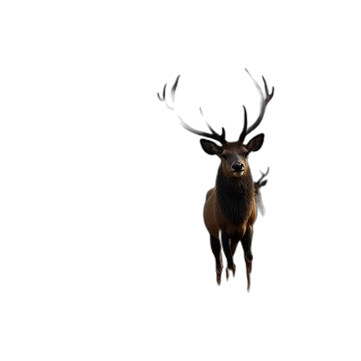 animal, crown, creature, hat transparent PNG cut-out