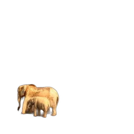 animal, creature, furniture, food transparent PNG cut-out