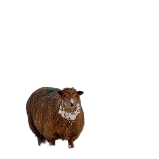 animal, creature, hair, hat transparent PNG cut-out