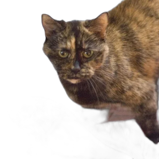 animal, creature, staff, face transparent PNG cut-out