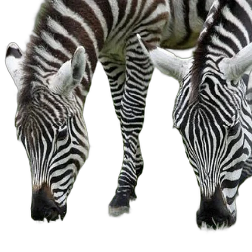 animal, creature, shoes, jewelry transparent PNG cut-out