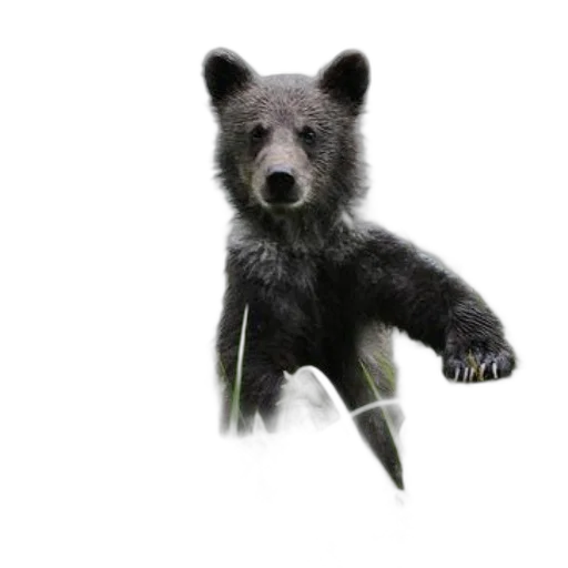 animal, creature, staff, 3d render transparent PNG cut-out