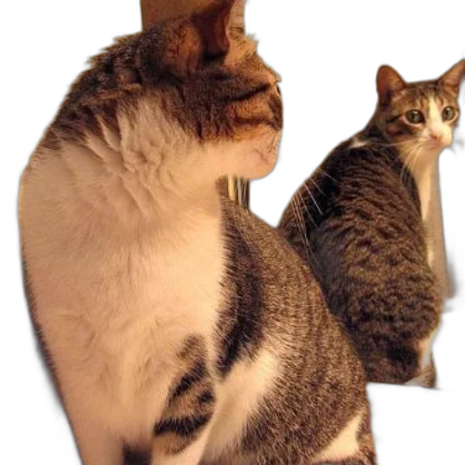 animal, creature, staff, hat transparent PNG cut-out
