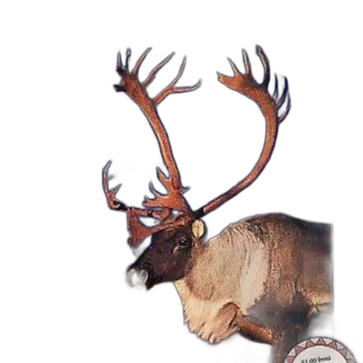 crown, animal, creature, watercolor transparent PNG cut-out