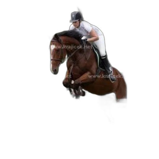 animal, photorealistic, pixel art, 3d render transparent PNG cut-out