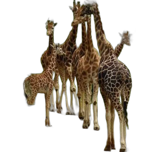 animal, staff, 3d render, concept art transparent PNG cut-out